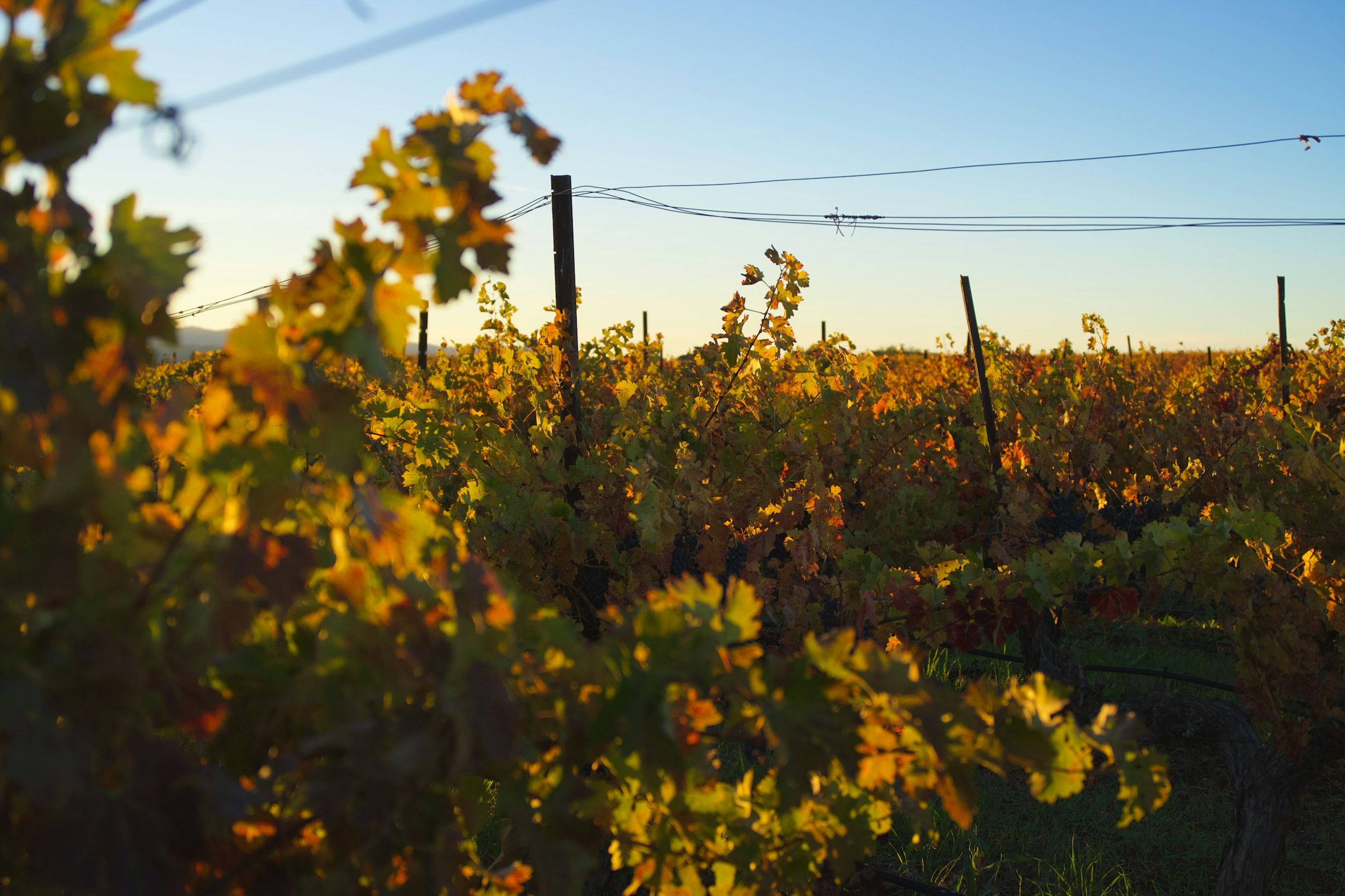 Rolling Paso Robles AVA hills planted to vineyard under a bright sky